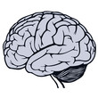 gray human brain