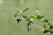 Photo en ligne au meilleur prix Chaton d'Aulne glutineux (Alnus glutinosa)