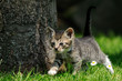 Katzenkind auf der Wiese