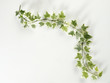 ivy leaf