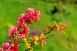 branche fleurie rouge sur fond vert branche fleurie rouge sur fond vert