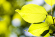 Beautiful green leaves make pattern background Beautiful green leaves make pattern background