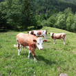 Foto: mucche al pascolo mucche al pascolo