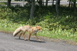Wild fox walking casually along the side of the road