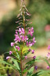 Waldweidenröschen