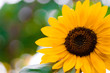 Sunflower a background.