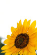 Sunflower a background.