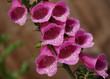 foxgloves