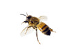 Photos : Bee, Apis mellifera