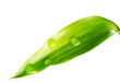 Water drop on leaf Water drop on leaf