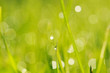 Morning grass Morning grass