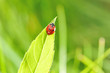 Ladybug Ladybug