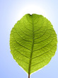 Blatt Baum Blatt Baum