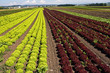 rote und grüne salate