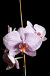 Pink Orchid on Black Background Pink Orchid on Black Background