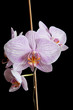 Pink Orchid on Black Background Pink Orchid on Black Background