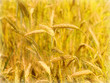 cereal plant cereal plant