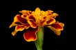 Orange Flower on Black Bacground Orange Flower on Black Bacground