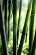 Bamboo forest