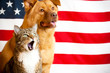 cat and dog with US flag cat and dog with US flag
