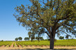 Shenandoah Valley Vineyards Shenandoah Valley Vineyards