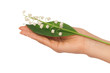 lily of the valley lily of the valley