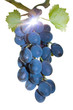 vine blue grapes