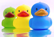 ducks