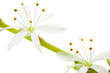 fleurs de phalangère, fond blanc