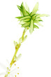 phalangère, chlorophytum, plante araignée, fond blanc