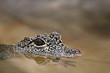Baby-Krokodil lauert im Wasser