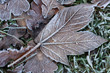 Blatt Winter Eis