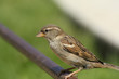 Spatz Haussperling Weibchen