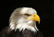 Adler Weißkopfseeadler