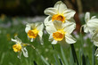Narzissen Frühling