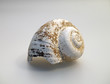 muschel_54