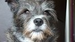 regard de chien