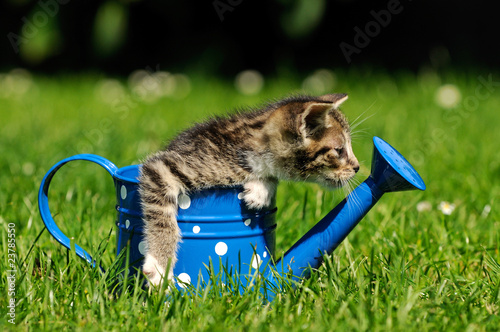 Foto: Kleine Katze in der Kanne Kleine Katze in der Kanne