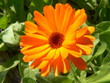 Ringelblume