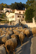 troupeau de mouton