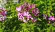 blume