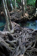 Twisted roots of mangrove trees surround river Twisted roots of mangrove trees surround river