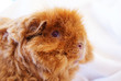 Meerschweinchen