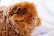 Meerschweinchen
