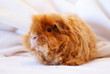 Meerschweinchen