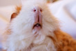 Meerschweinkopf