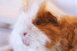 Meerschweinchen