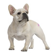 French Bulldog, 12 months old, with tattoo standing