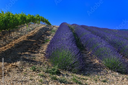 Photo: vigne et lavande vigne et lavande