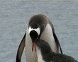 Video: Gentoo Penguin Feeding Chck Gentoo Penguin Feeding Chck